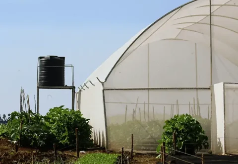 Greenhouse1.xb5b2acfc.png Greenhouse1.xb5b2acfc.png